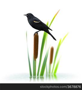 Red Winged Black Bird Perching On A Cattail Plant