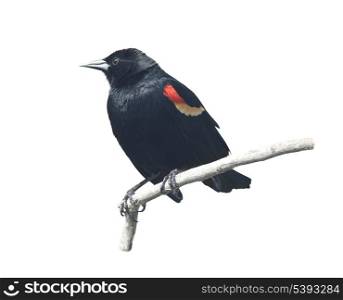 Red-Winged Blackbird male isolated on white background. Red-Winged Blackbird male