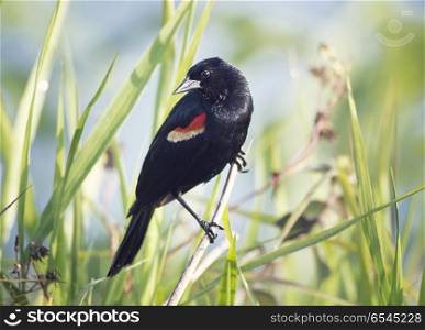 Red-Winged Blackbird male perching. Red-Winged Blackbird male