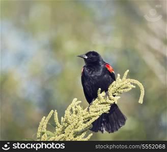Red-Winged Blackbird perching on a plant. Red-Winged Blackbird on a plant
