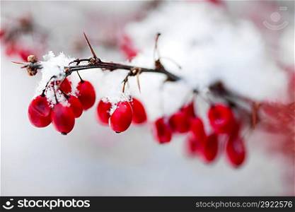 Red winter berries under snow
