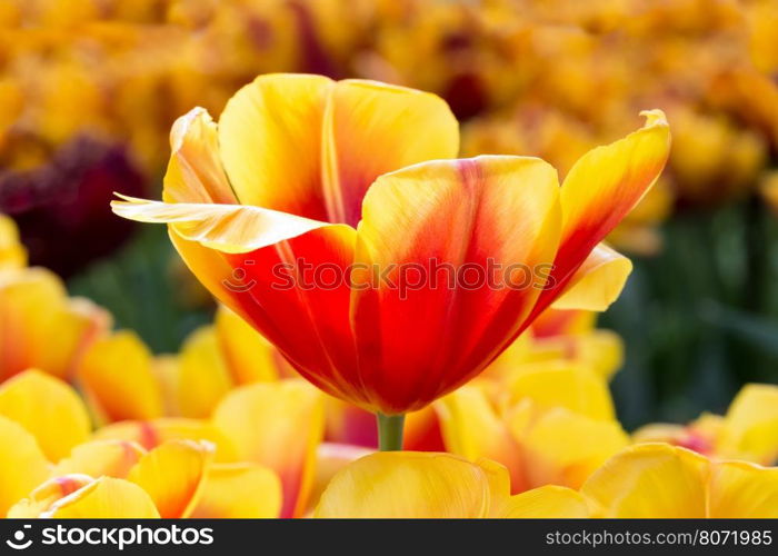 Red with yellow flower in tulips field