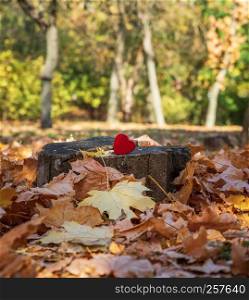 red wooden heart lies on a stump in the middle of an autumn park with dry maple leaves