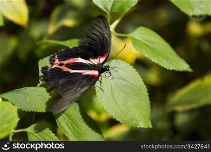 Red, yellow and black butterfly on green leaves