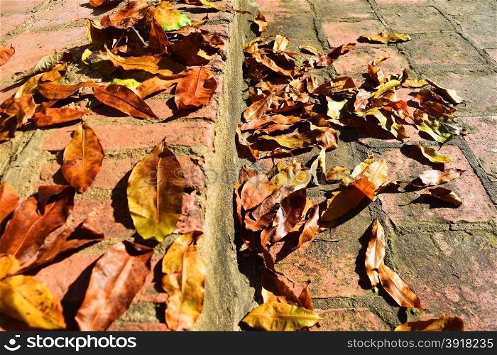 Red, yellow and orange autumn leaves fall background
