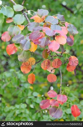 red, yellow and orange autumn leaves of pear trees;isolated branch