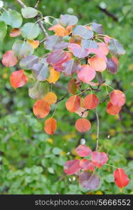 red, yellow and orange autumn leaves of pear trees;isolated branch