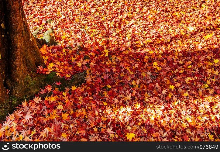 Red yellow autumn maple leaves covered ground and tree root. Beautiful Japan season change nature scene