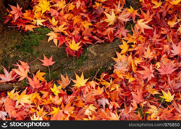 Red yellow autumn maple leaves covered ground and tree root. Beautiful Japan season change nature scene