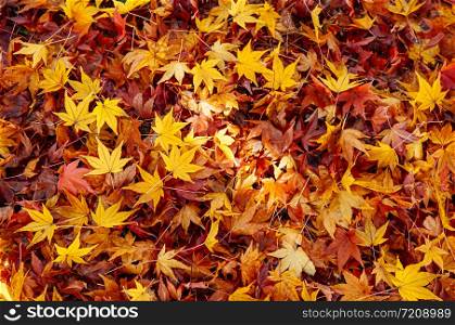 Red yellow autumn maple leaves covered ground. Beautiful Japan season change nature scene background