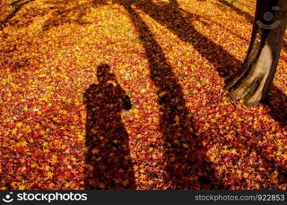 Red yellow autumn maple leaves covered ground with human and tree shadow. Beautiful Japan season change nature scene
