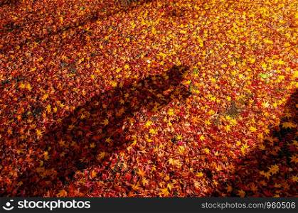Red yellow autumn maple leaves covered ground with human and tree shadow. Beautiful Japan season change nature scene