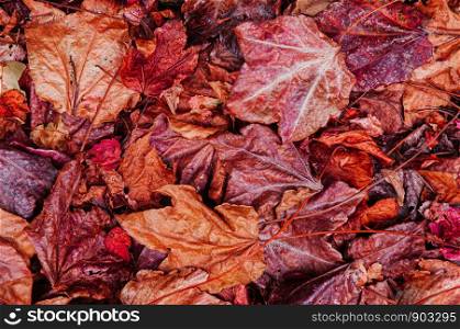 Red Yellow autumn maple leaves on ground close up detail background - Japan colourful season change concept nature scene wallpaper