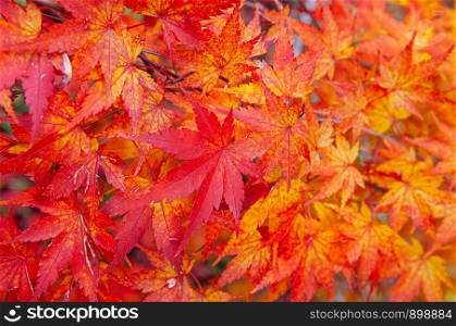 Red Yellow autumn seven lobes maple leaves close up detail background - Japan colourful season change concept nature scene wallpaper