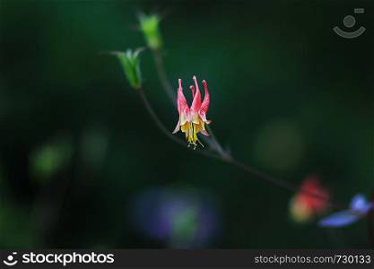 red yellow columbine blurred blossoms in the mostly green background