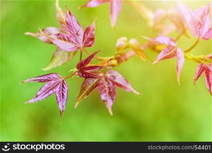 Red young leaves Maple in spring. Red young leaves of Maple, Liquidambar formosana, Chinese sweet gum or Formosan gum with sunlight are blossoming in spring on green background