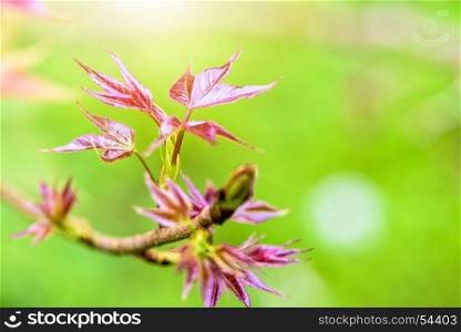 Red young leaves Maple in spring. Red young leaves of Maple, Liquidambar formosana, Chinese sweet gum or Formosan gum with sunlight are blossoming in spring on green background