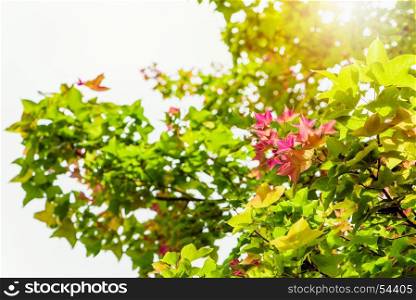 Red young leaves Maple on tree. Red young leaves of Maple, Liquidambar formosana, Chinese sweet gum or Formosan gum on tree with sunlight are blossoming in spring background, Thailand