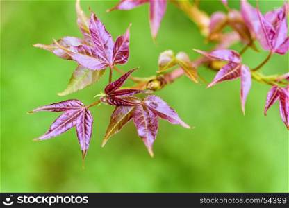 Red young leaves Maple. Red young leaves of Maple, Liquidambar formosana, Chinese sweet gum or Formosan gum are blossoming on green background