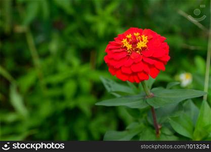 Red zinnia flower in spring and summer nature outdoor background, Closeup of Flower blooming in nature background