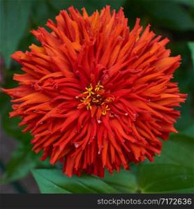 red Zinnia genus of annual and perennial herbs and dwarf shrubs of the Astrov family, selective focus