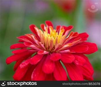 red Zinnia genus of annual and perennial herbs and dwarf shrubs of the Astrov family, selective focus