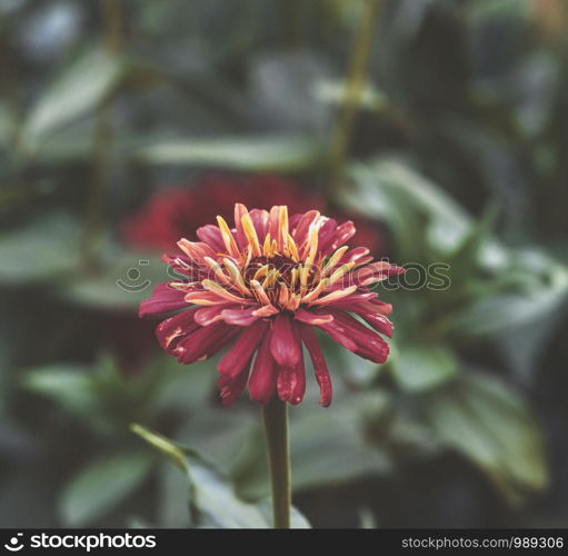 red Zinnia genus of annual and perennial herbs and dwarf shrubs of the Astrov family, selective focus