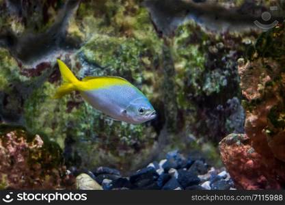 Redbelly yellowtail fusilier fish