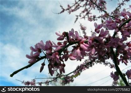 Redbud tree blossoms against whispy clouds
