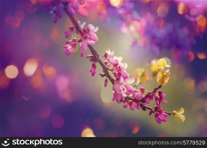 redbud tree pink flowers, spring background