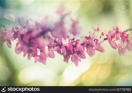 Redbud tree pink flowers, spring background