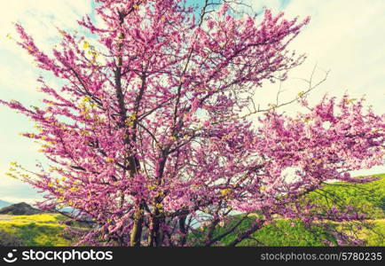 Redbud tree pink flowers, spring background