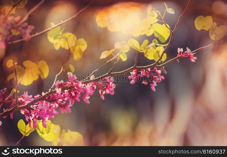 Redbud tree pink flowers, spring background