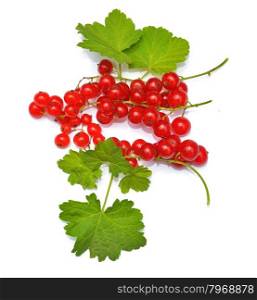 Redcurrant with leaves