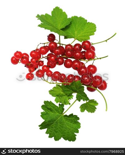 Redcurrant with leaves