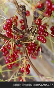 Redcurrants growing on a vine