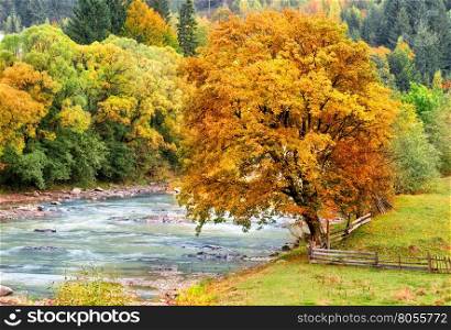 Reddened autumn tree background of green forest growing on the river. Reddened autumn tree background of green forest