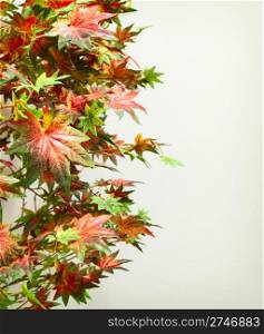 Reddish colored artificial maple leaves and bright wall at the background