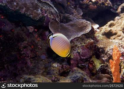 Redfin butterflyfish (Chaetodon lunulatus) swimming underwater, North Sulawesi, Sulawesi, Indonesia