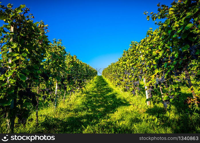 Redgrapes on vineyard over bright green background. Grape plant rows on vineyard. Austria, Styria. Red grapes rows on vineyard over bright green background. Austria Autumn Landscape