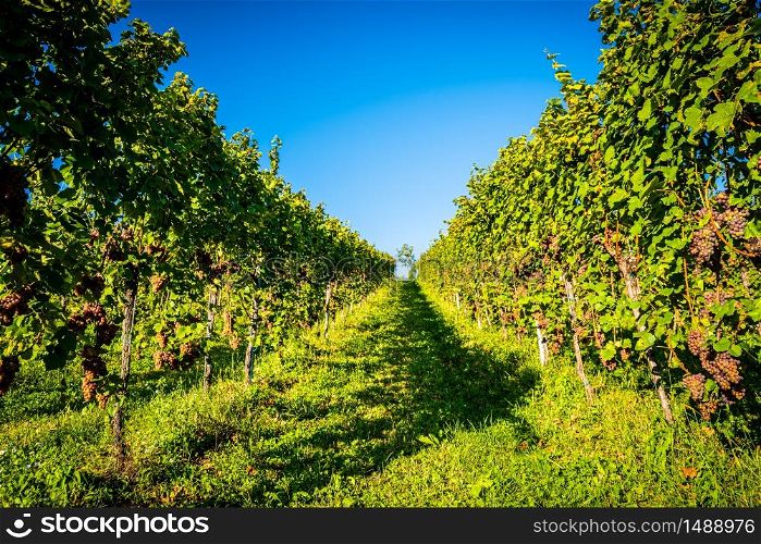 Redgrapes on vineyard over bright green background. Grape plant rows on vineyard. Austria, Styria. Red grapes rows on vineyard over bright green background. Austria Autumn Landscape