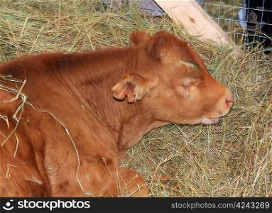 redhead calf on dry hay