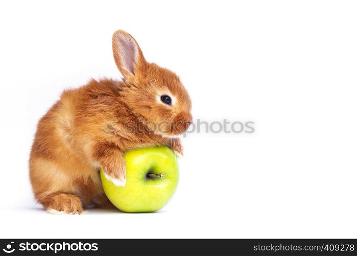 redhead little rabbit and apple