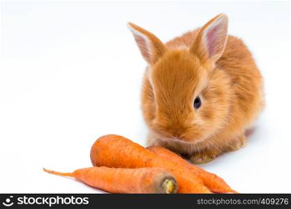 redhead little rabbit and carrot