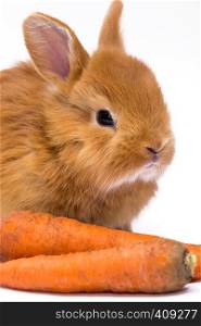 redhead little rabbit and carrot