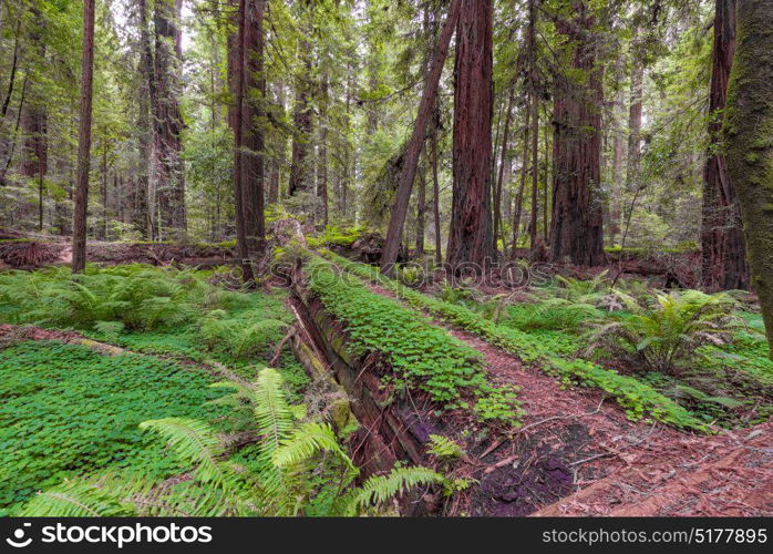 Redwood Forest along the Avenue of the Giants in Redwood National and State Parks