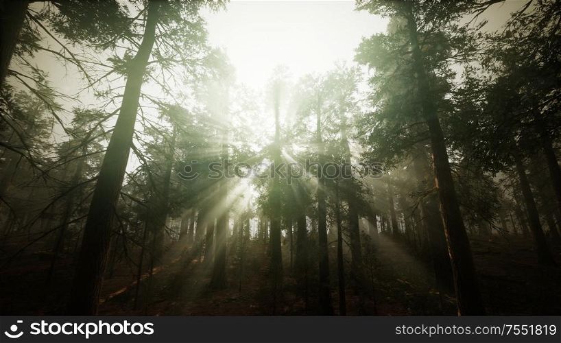 Redwood Forest Foggy Sunset Scenery