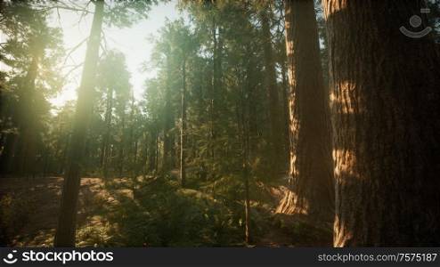 Redwood Forest Foggy Sunset Scenery