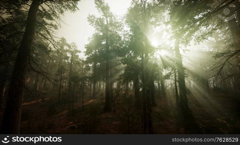 Redwood Forest Foggy Sunset Scenery