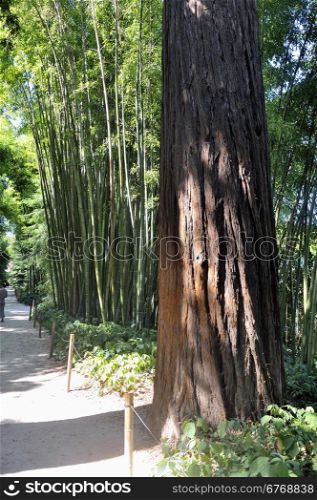 Redwood in the park of Anduze bamboo where almost all species are represented and promoted in an Asian garden.